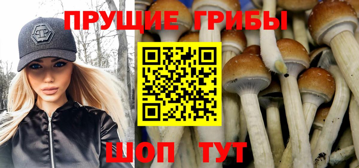 Галлюциногенные грибы Psilocybine cubensis  Ярославль 